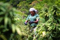 Cannabis Seed-To-Sale Tracking System Launched