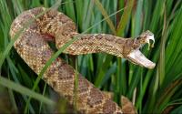 See which predator is ranked as the deadliest in Idaho