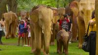 100 elephant structures are in Boston; Here's where to find them