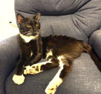 Carson City Catmandu introduces their Cat of the Week: Milo, the sweet survivor