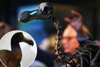 Scientists debunk long-held myth about the most famous animal extinction — turning Darwin’s theory on its head
