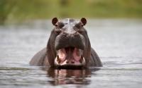 Tourists narrowly escape after hippo charges safari boat