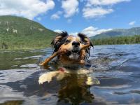 New Hampshire Dogs Deserve Adventures Too: This Club Is Helping Pups Live Their Best Lives