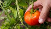 In Italy, young farmworker dies in 98-degree heat as probe examines outdoor work ban