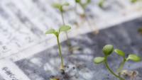 Mainichi Shimbun: Japanese newspaper that bloomed into flowers after its final page