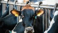 PM Carney vows to protect Canada’s dairy farmers amid U.S. trade talks