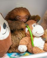 Orange County leaders explore options to prevent another Sloth World tragedy
