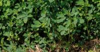 UK investigates alfalfa’s role in reducing fescue toxicosis, heat stress in cattle
