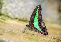 Butterflies flee climate change, extreme weather