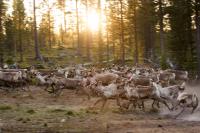 Sacred places & living lands: How Indigenous Sámi peoples steward biodiversity (analysis)