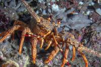 Decades after bottom trawling, Chilean seamounts remain degraded
