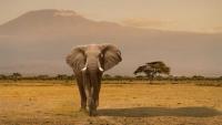 Kenyan Veterinarians Urge Produce Tests After Elephant Deaths
