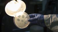 Scientists use AI to design new viruses never seen before in nature