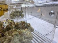 Take two on RI cannabis licenses: Regulators restart application process