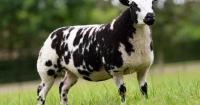 Favour Royal Dutch Spotted flock online sale peaks at £1850
