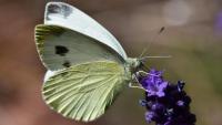 National Biodiversity Strategy Adopted