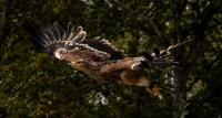 Free as a bird: rescue mission returns rare Serbian eagle