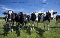 Dairy farmers warn against concessions as U.S. tariff deadline looms