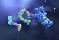 Novel Molecular Glue Discovery Platform Unlocks Undruggable Cancer Targets