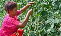 From an online "weight-loss hack" to protective manicures: The humble bean that connects harvest, community and home in Shandong