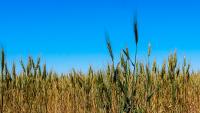Kansas wheat harvest projected to be lowest in decades