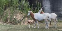 Baton Rouge Zoo welcomes baby oryx