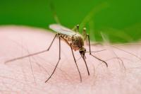 Health Department to treat for West Nile Virus-carrying mosquitoes in Queens, Staten Island and city wetlands