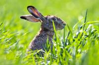 Fourth Case of Rare, Highly Infectious ‘Rabbit Fever’ Recorded in New York County