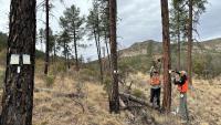 Texas A&M Forest Service partners advance new approach for managing southwestern pine beetle