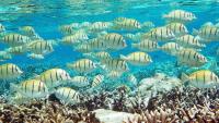 Coral reef fish develop differently depending on where they grow
