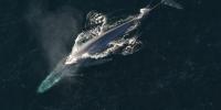 From blue whales to prehistoric giants, these are 10 of the largest marine animals to ever exist