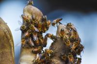 Texas A&M AgriLife Extension opens statewide beekeeping photo contest
