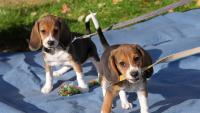 Gene-edited beagles may be future of allergy-free dogs, company says 
