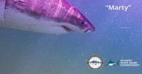 10-foot great white shark pings 15 times in water off Cape Cod