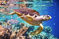 We Love Our Sea Turtles in Panama:  MiAMBIENTE Establishes the National Committee for their Protection and Conservation