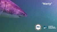 Cape Cod shark researchers find season’s first tagged white shark ‘Marty’ pinging repeatedly