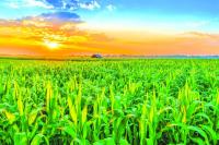 Kansas crop progress, condition is released as of August 2