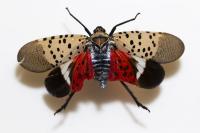 Invasive spotted lanternfly hitchhikes into Hampshire County, threatening local vineyards