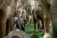 100 elephants arrive in Back Bay with a message of coexistence