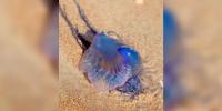 Woman Goes To Throw Away Old Balloon On Florida Beach — Then Realizes It Could Have Killed Her