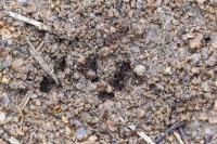 Fire ant nest found in one of Australia's World Heritage rainforests sparks fears about native wildlife
