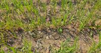 Regenerative Farming Practices--A Part of the U.S. Farming Landscape