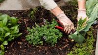 Gardeners' World star names plant that flowers most of the year