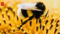 Minnesota solar farms turn into wildflower havens, invites bee and butterflies