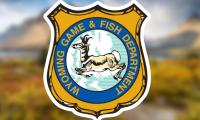 Black Bear That Tried to Enter Campers’ Tents in the Bighorn National Forest Lethally Removed