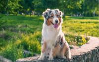 Australian Shepherd Makes Friends With a Dog Wandering Outside And Does Something Nobody Expected