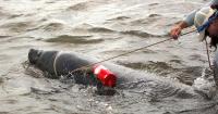 First entangled Georgia manatee rescued, freed