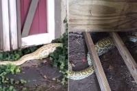 An 8-Foot Burmese Python with a Belly Full of Opossum Found Slithering Through a New Jersey Backyard