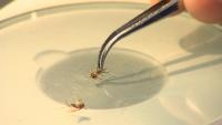 North Dakota reports 1st West Nile case of 2026; Cass County resident hospitalized