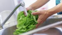Is lettuce in Wisconsin safe to eat? What health officials say